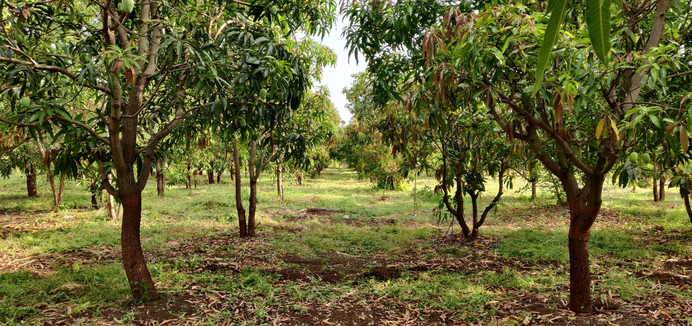Mango Farm