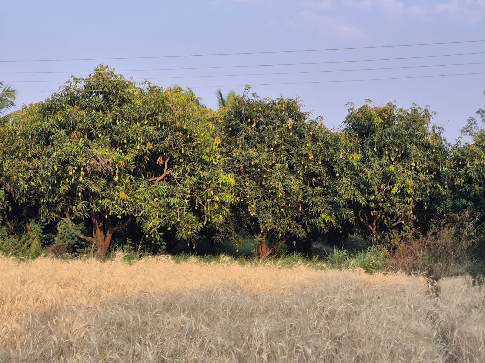 Mango Trees