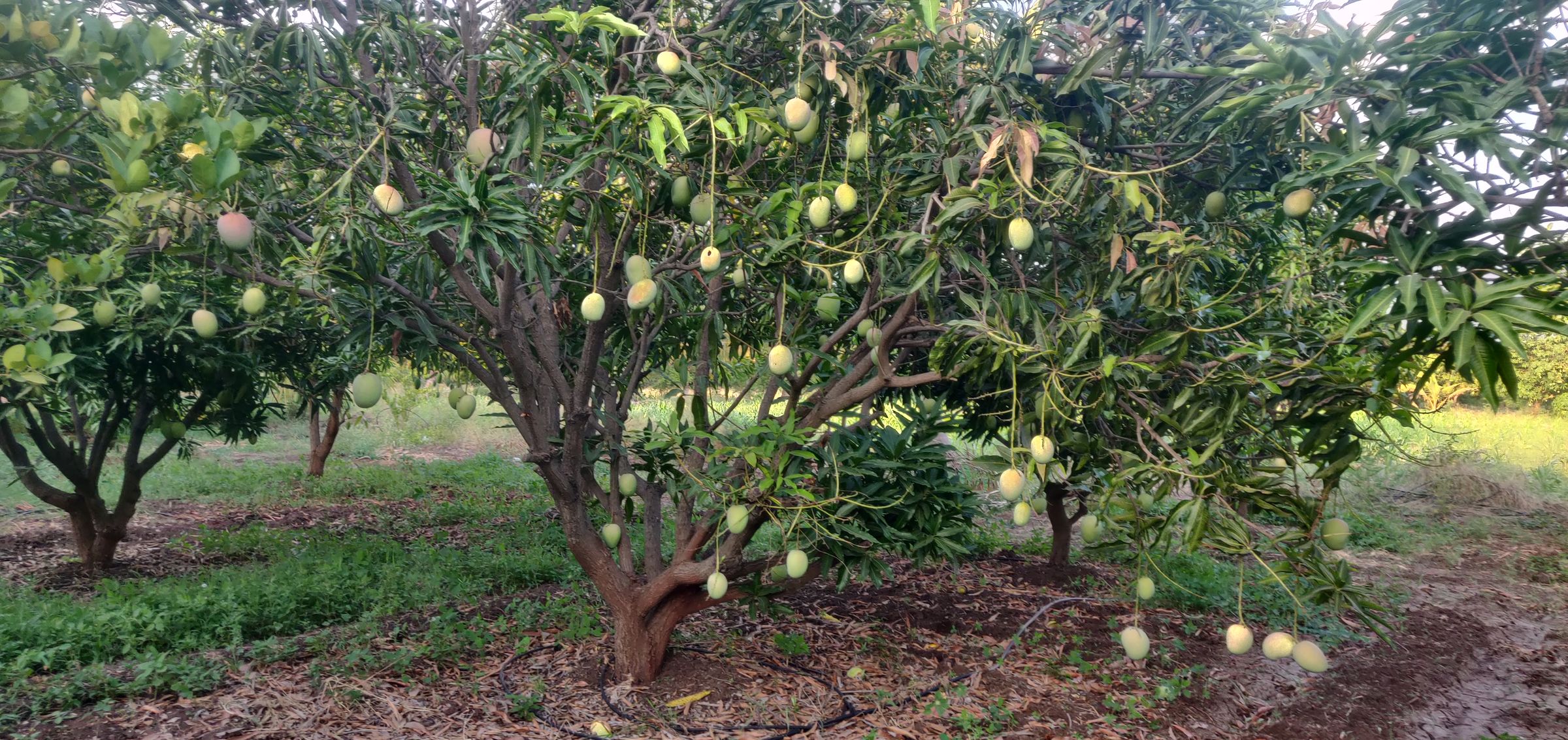 Mango Trees