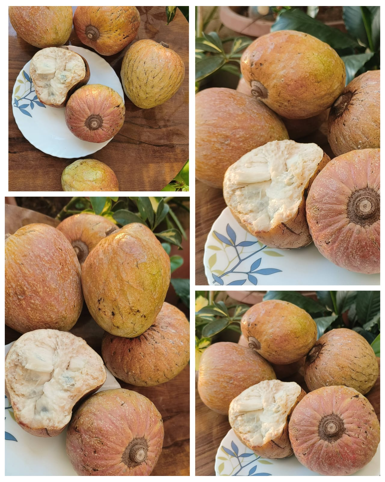 Ramfal/Custard Apple