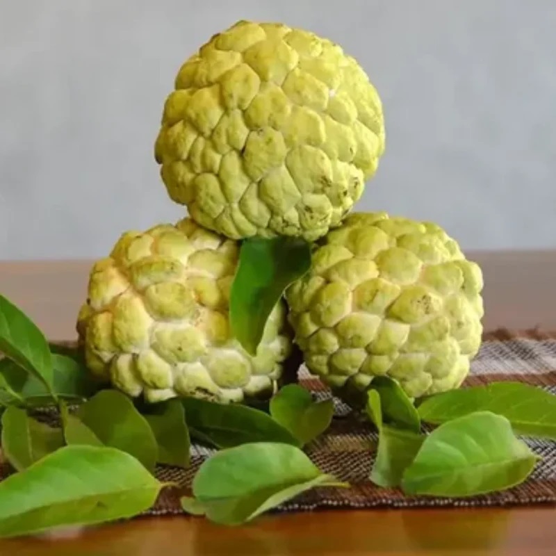 Sitafal/Custard Apple